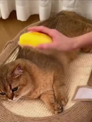 Escova a vapor para gatos e cães 3 em 1 escovas elétricas de pêlos pentes de massagem verde/amarelo