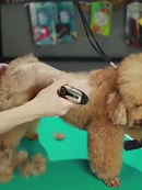 Kit Máquina de Tosa Profissional para Cachorro e Gato – Completo e Silencioso